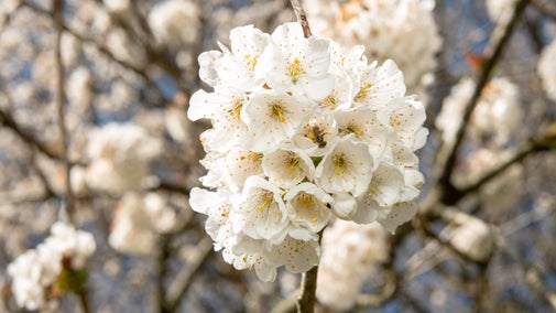 Flowering white and pale pink cherry blossom